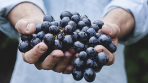 uva, rossa, longevità, integratore, antiossidante, potente