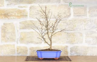 Miglior bonsai ciliegio del 2022