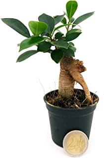 Miglior ficus retusa bonsai del 2022