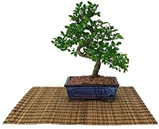 Miglior bonsai olivastro del 2022