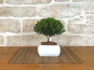 Miglior bonsai zelkova del 2022